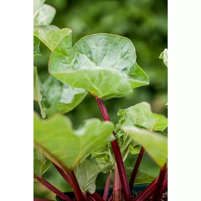 Blu Bio Rhabarber - Rheum rharbarbarum, 12 - Detailaufnahme