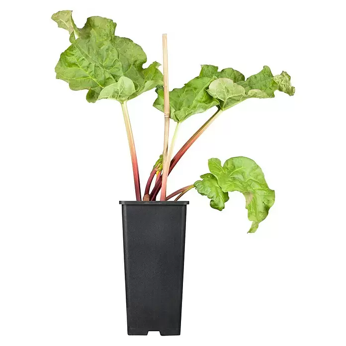 Blu Bio Rhabarber - Rheum rharbarbarum, 12 - Vorderansicht
