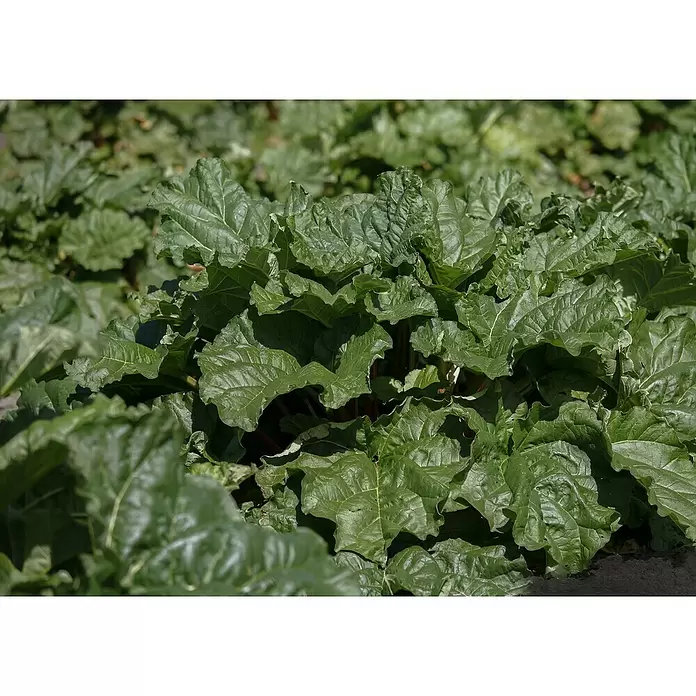 Blu Bio Rhabarber - Rheum rharbarbarum, 12 - Detailaufnahme