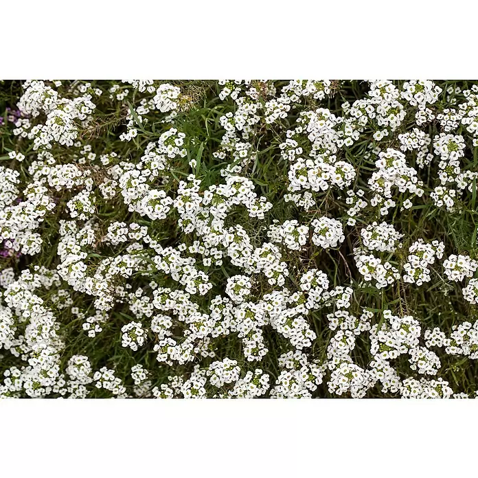 Piardino Lobularia - Lobularia maritima, Tamaño de maceta: 12 cm, En función de la variedad - Primer plano