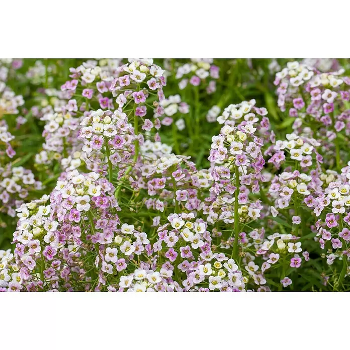 Piardino Lobularia - Lobularia maritima, Tamaño de maceta: 12 cm, En función de la variedad - Primer plano