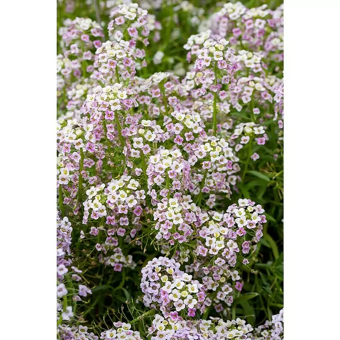 Piardino Lobularia - Lobularia maritima, Tamaño de maceta: 12 cm, En función de la variedad - Primer plano