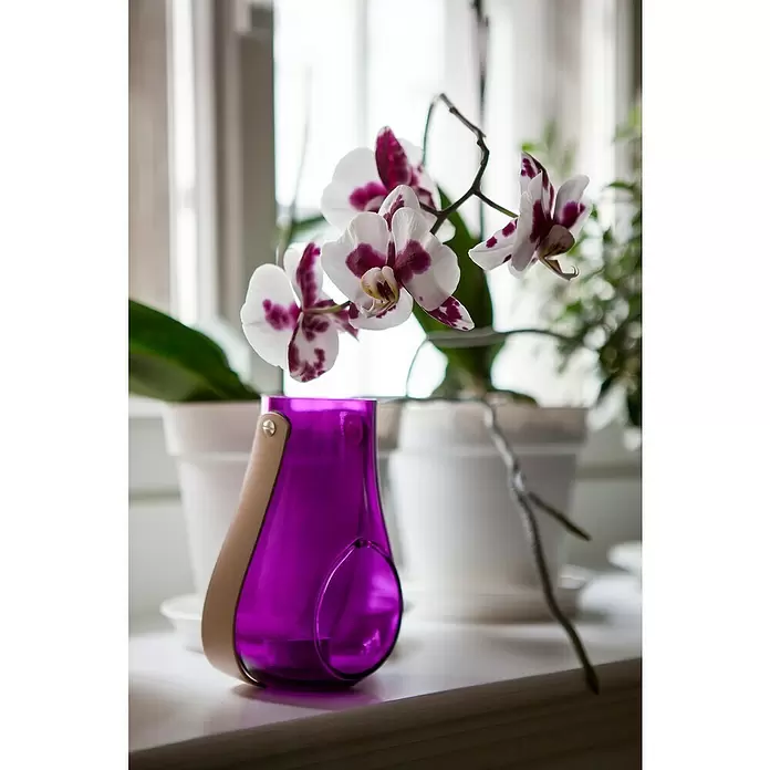 Piardino Schmetterlingsorchidee - Phalaenopsis, Topfgröße: 12 cm, Rosa/Weiß/Hellgelb/Dunkelrot/Pink, Aufrecht - Stimmungsaufnahme