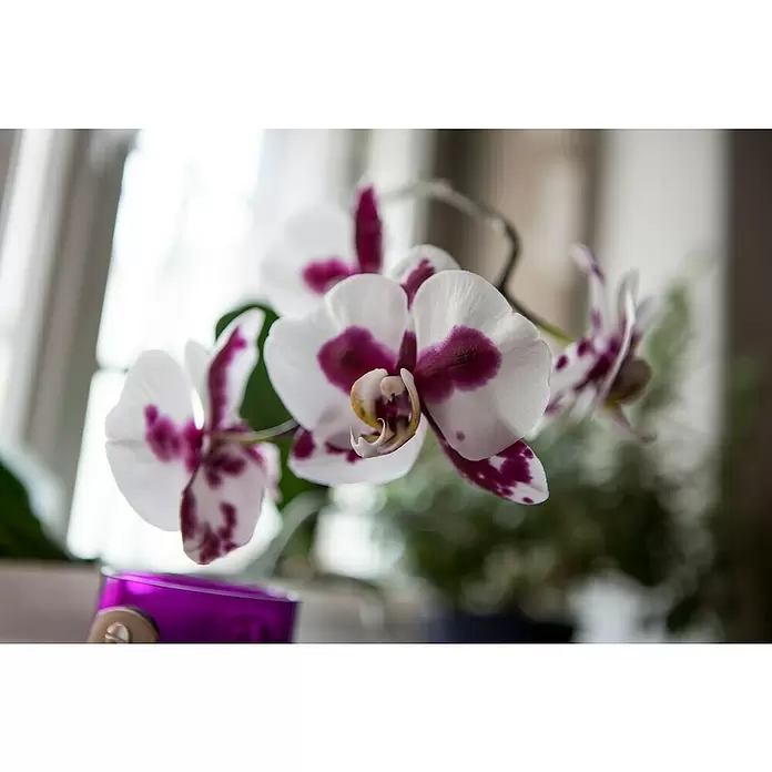 Piardino Schmetterlingsorchidee - Phalaenopsis, Topfgröße: 12 cm, Rosa/Weiß/Hellgelb/Dunkelrot/Pink, Aufrecht - Stimmungsaufnahme