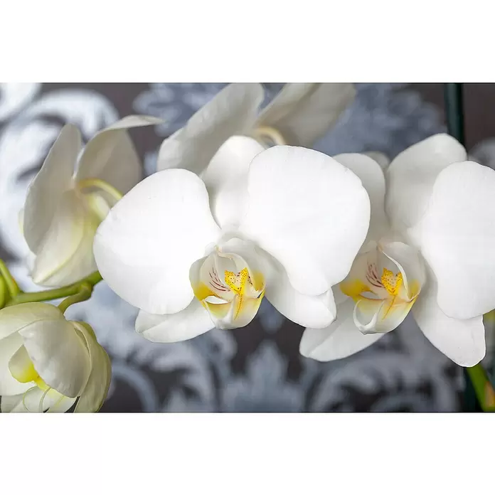 Piardino Schmetterlingsorchidee - Phalaenopsis, Topfgröße: 12 cm, Rosa/Weiß/Hellgelb/Dunkelrot/Pink, Aufrecht - Detailaufnahme