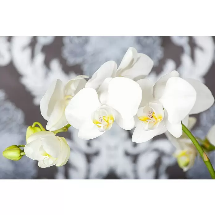 Piardino Schmetterlingsorchidee - Phalaenopsis, Topfgröße: 12 cm, Rosa/Weiß/Hellgelb/Dunkelrot/Pink, Aufrecht - Detailaufnahme