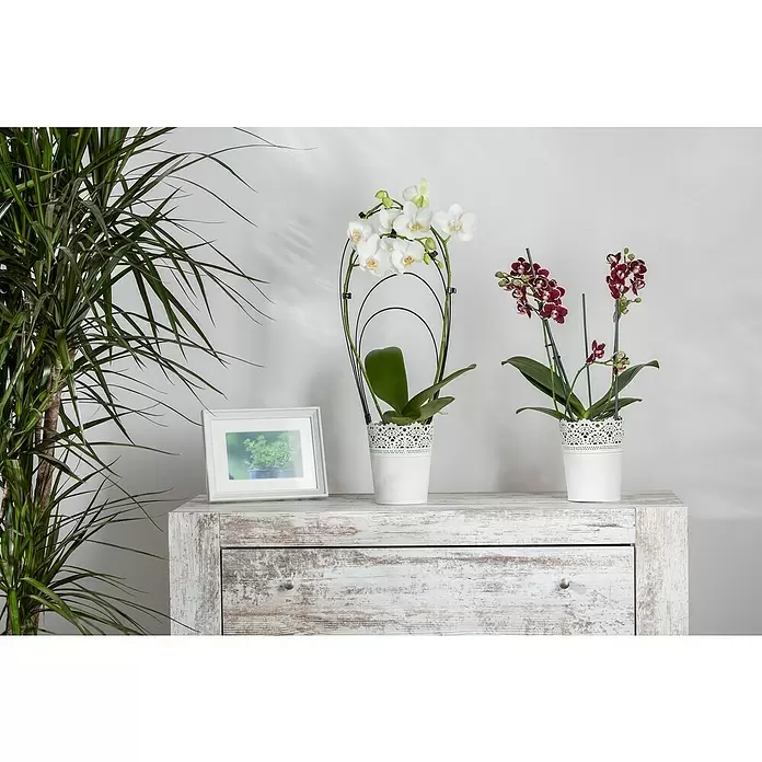 Piardino Schmetterlingsorchidee - Phalaenopsis, Topfgröße: 12 cm, Rosa/Weiß/Hellgelb/Dunkelrot/Pink, Aufrecht - Stimmungsaufnahme