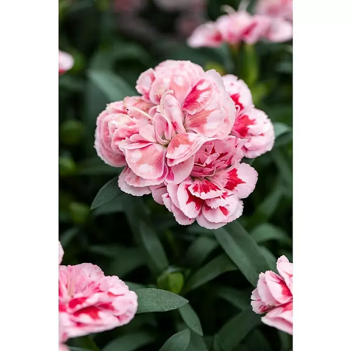 Piardino Clavel mini - Dianthus caryophyllus, En función de la variedad - Primer plano