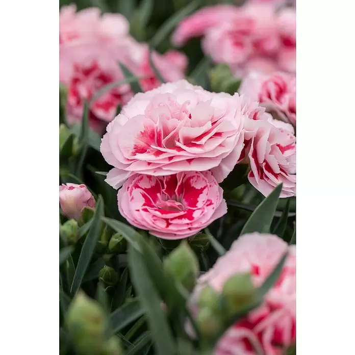 Piardino Clavel - Dianthus caryophyllus, Tamaño de maceta: 15 cm, En función de la variedad - Primer plano