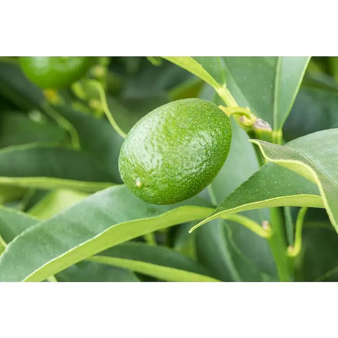 Piardino Kumquat - Citrus fortunella, Topfgröße: 20 cm - Detailaufnahme