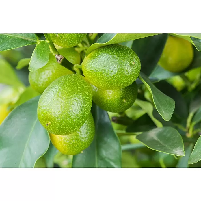 Piardino Kumquat - Citrus fortunella, Topfgröße: 20 cm - Detailaufnahme