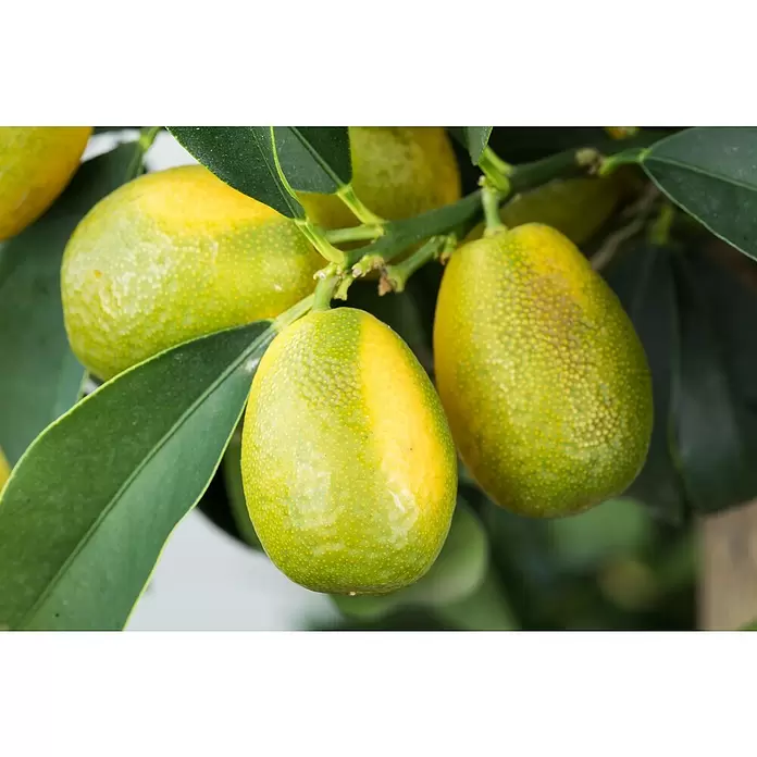 Piardino Kumquat - Citrus fortunella, Topfgröße: 20 cm - Detailaufnahme