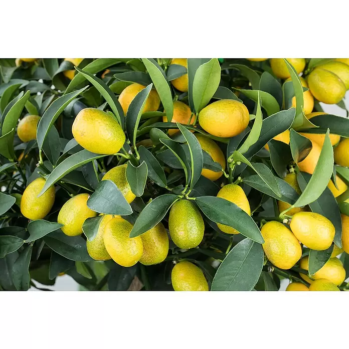 Piardino Kumquat - Citrus fortunella, Topfgröße: 20 cm - Detailaufnahme