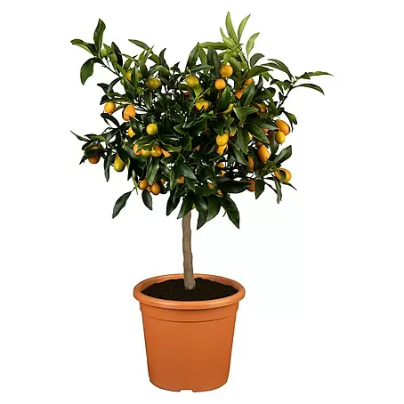 Piardino  Kumquat