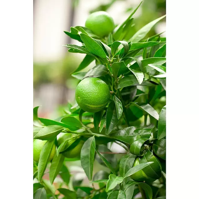 Piardino Mandarino - Citrus x aurantium - Primer plano