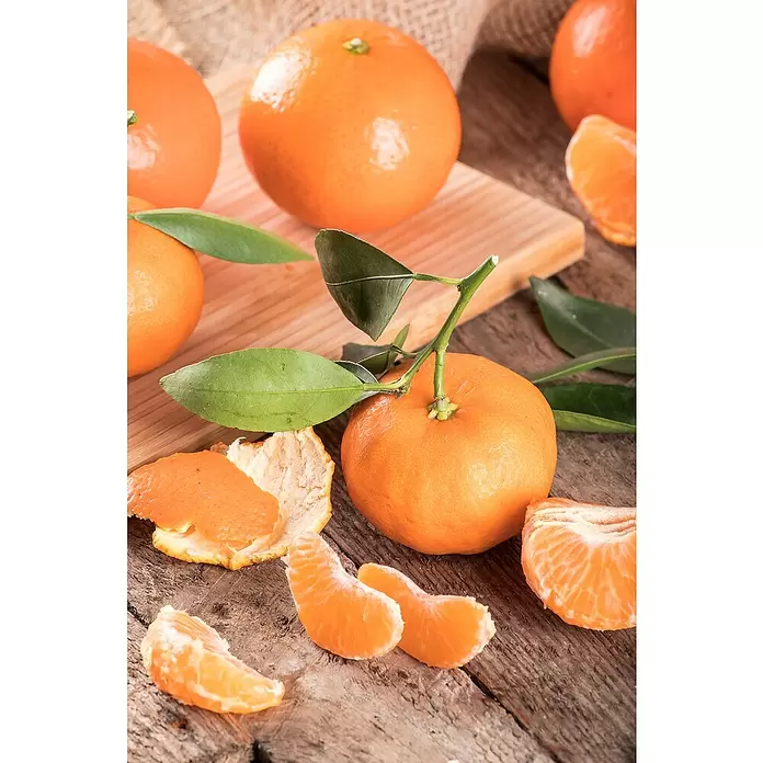 Piardino Mandarino - Citrus x aurantium - Foto ambiente