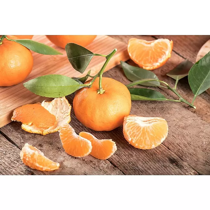 Piardino Mandarino - Citrus x aurantium - Foto ambiente