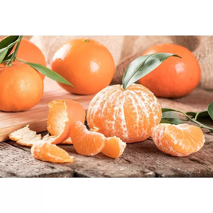 Piardino Mandarino - Citrus x aurantium - Foto ambiente