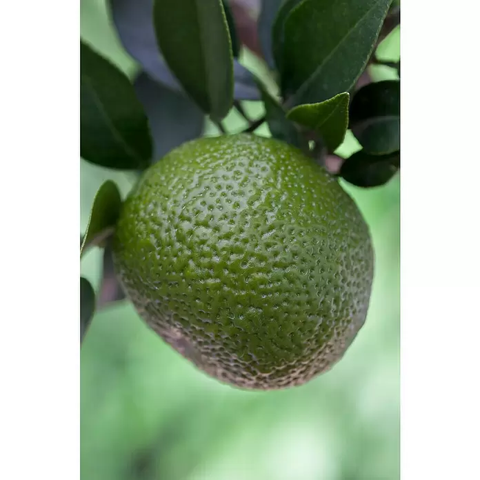 Piardino Mandarino - Citrus x aurantium - Primer plano