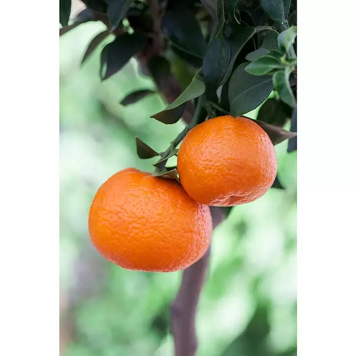 Piardino Mandarino - Citrus x aurantium - Primer plano
