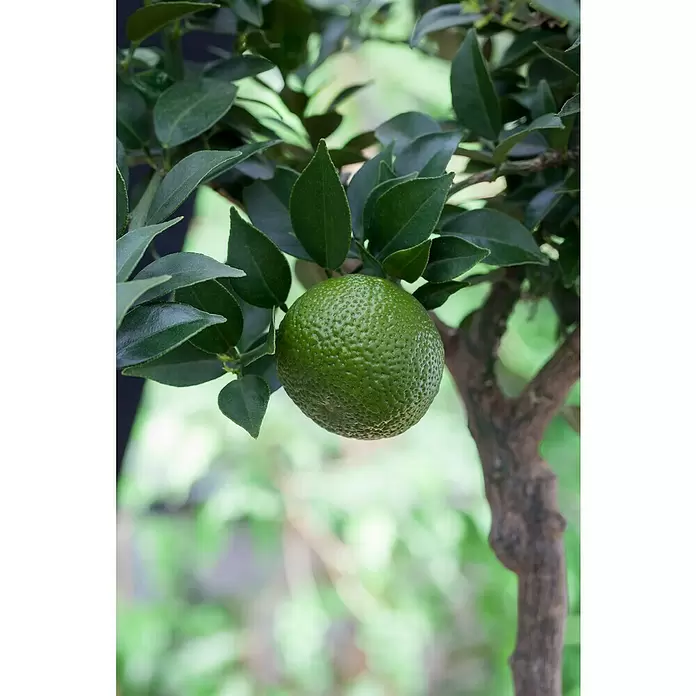 Piardino Mandarino - Citrus x aurantium - Primer plano