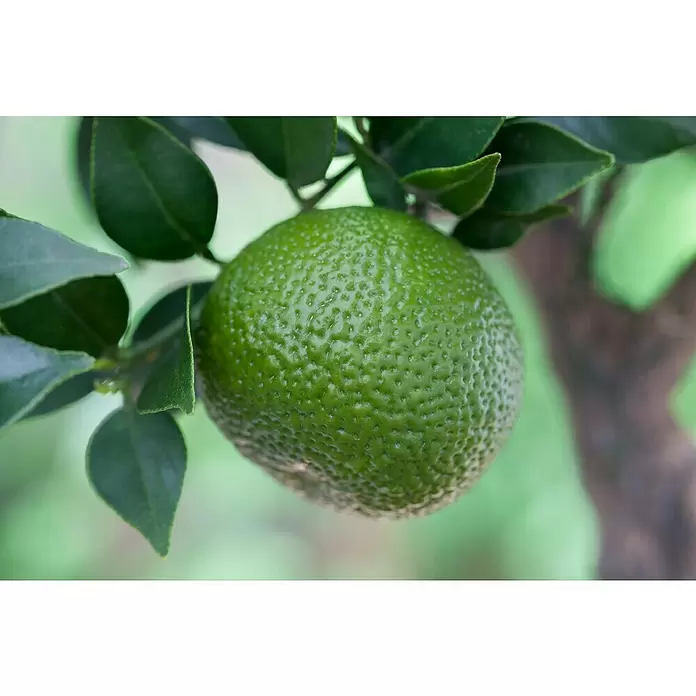 Piardino Mandarino - Citrus x aurantium - Primer plano