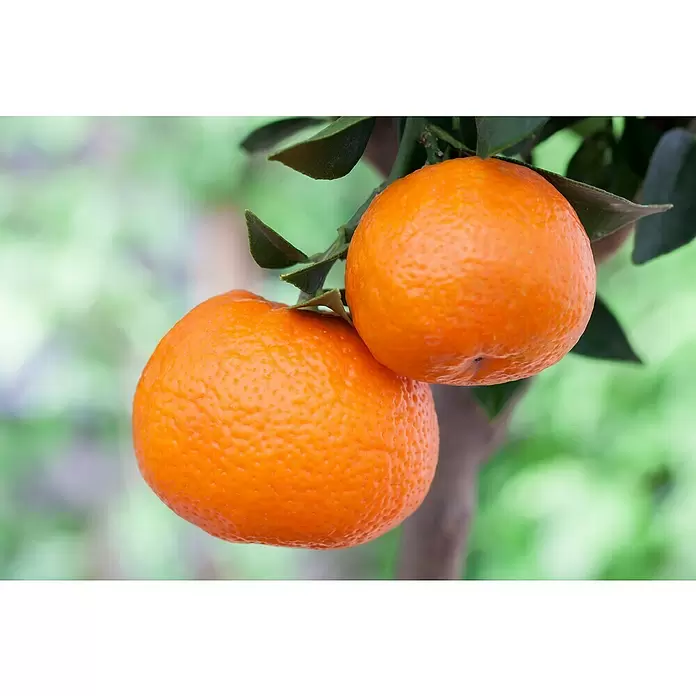 Piardino Mandarino - Citrus x aurantium - Primer plano