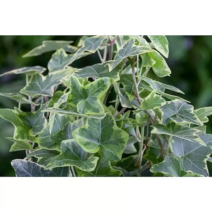 Piardino Efeu 'Glacier' - Hedera helix 'Glacier', Grün/Gelb - Detailaufnahme