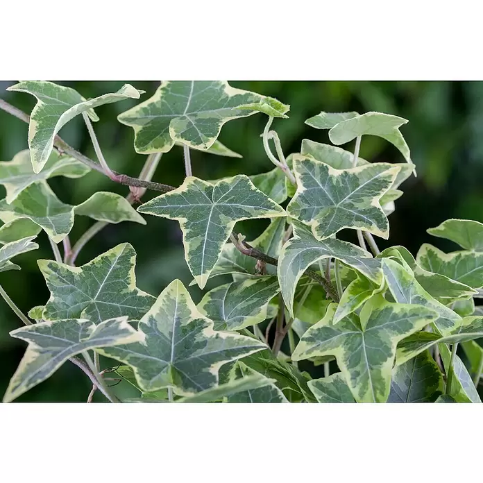 Piardino Efeu 'Glacier' - Hedera helix 'Glacier', Grün/Gelb - Detailaufnahme