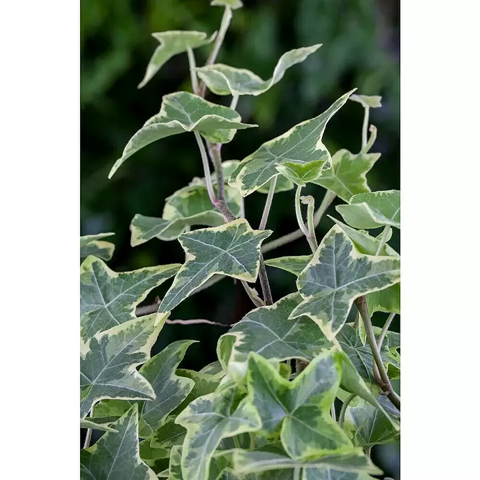 Piardino Efeu 'Glacier' - Hedera helix 'Glacier', Grün/Gelb - Detailaufnahme