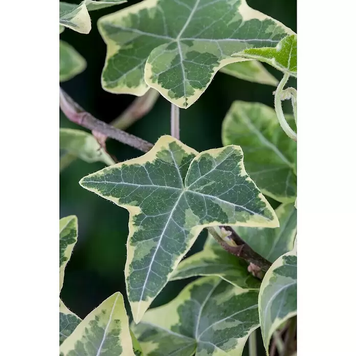 Piardino Efeu 'Glacier' - Hedera helix 'Glacier', Grün/Gelb - Detailaufnahme