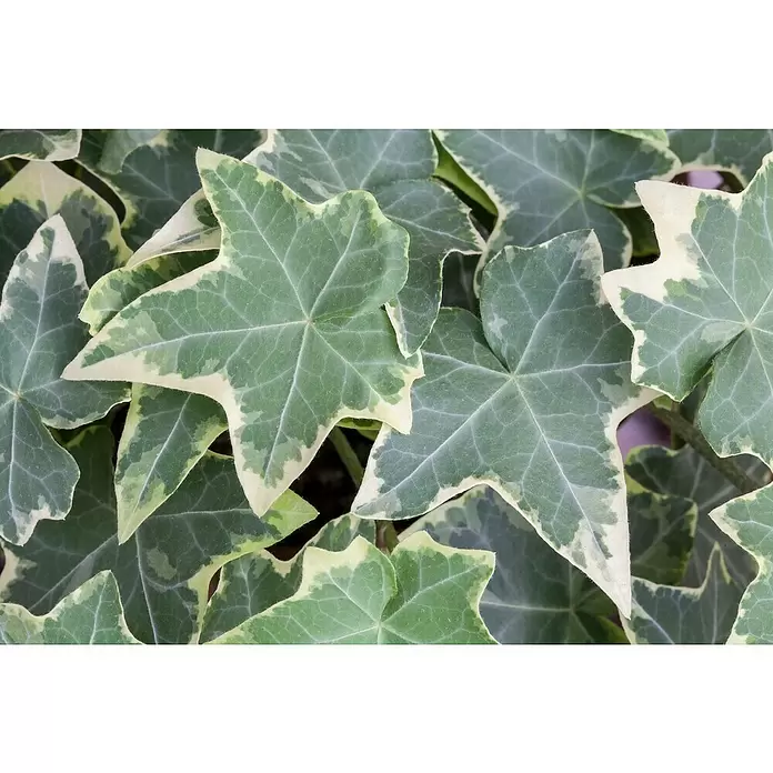 Piardino Efeu 'Glacier' - Hedera helix 'Glacier', Grün/Gelb - Detailaufnahme