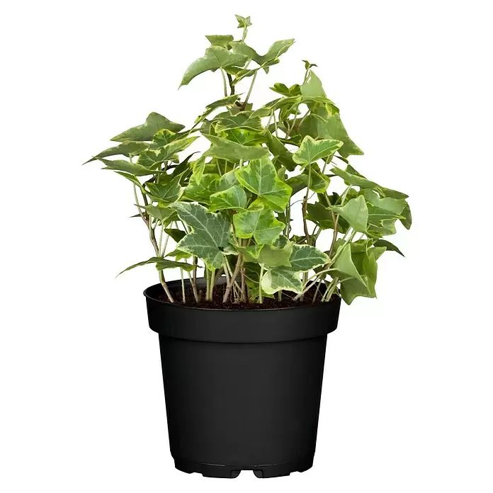 Piardino Efeu 'Goldchild' - Hedera helix 'Goldchild', Grün/Gelb - Vorderansicht
