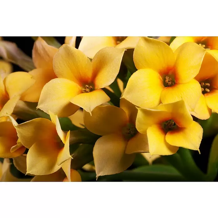 Piardino Flammendes Käthchen - Kalanchoe blossfeldiana, Topfgröße: 10 cm, Rot/Rosa/Violett/Weiß/Gelb - Detailaufnahme