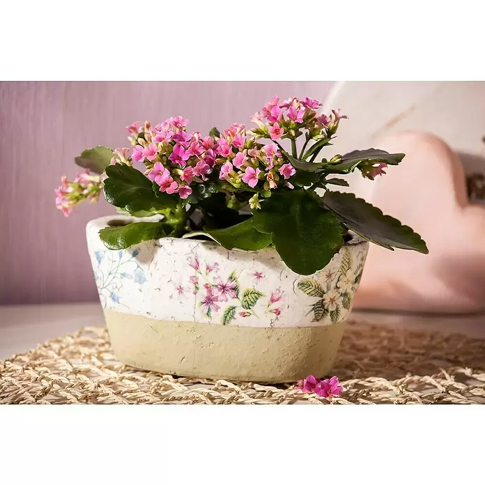 Piardino Flammendes Käthchen - Kalanchoe blossfeldiana, Topfgröße: 10 cm, Rot/Rosa/Violett/Weiß/Gelb - Stimmungsaufnahme