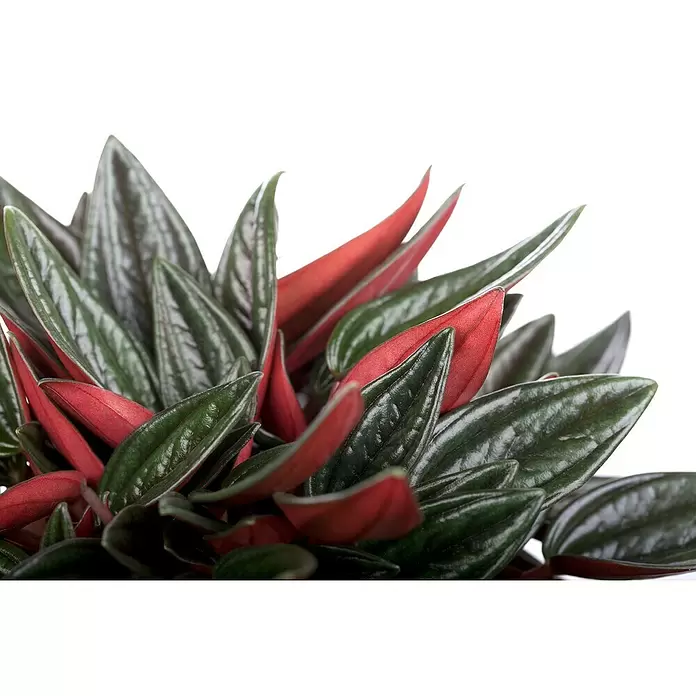 Piardino Zwergpfeffer - Peperomia caperata 'Rosso', Topfgröße: 15 cm, Grün-Rot - Detailaufnahme