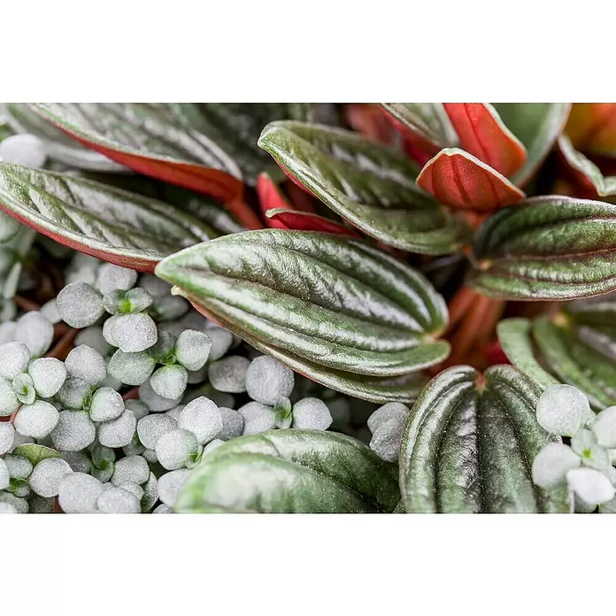 Piardino Zwergpfeffer - Peperomia caperata 'Rosso', Topfgröße: 15 cm, Grün-Rot - Detailaufnahme