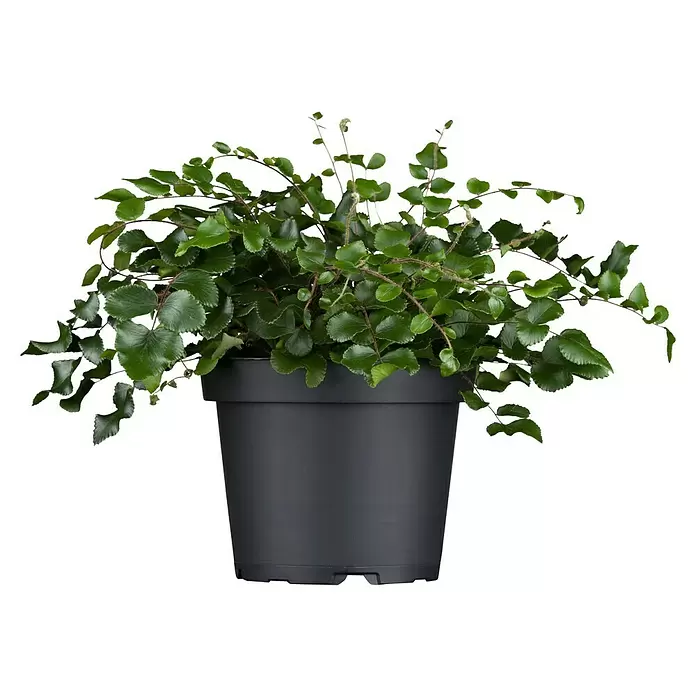 Piardino Zwergpfeffer - Pellaea rotundifolia, Topfgröße: 15 cm, Grün - Vorderansicht