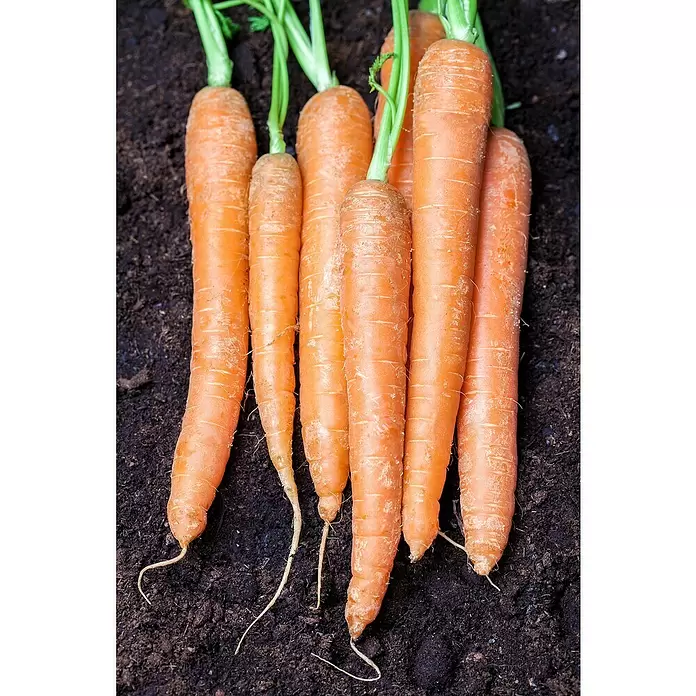 Piardino Karotte - Daucus carota var. sativus - Detailaufnahme