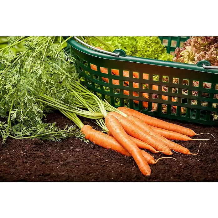 Piardino Karotte - Daucus carota var. sativus - Detailaufnahme