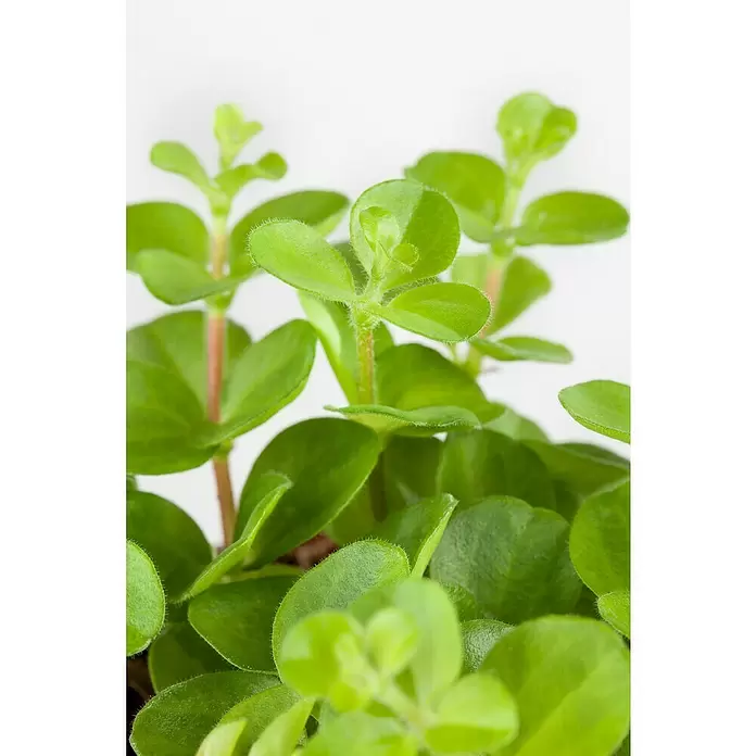 Piardino Zwergpfeffer - Peperomia, Topfgröße: 6 cm - Detailaufnahme