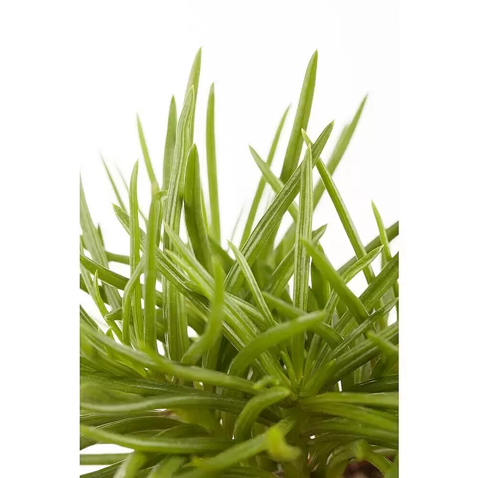 Piardino Zwergpfeffer - Peperomia, Topfgröße: 6 cm - Detailaufnahme