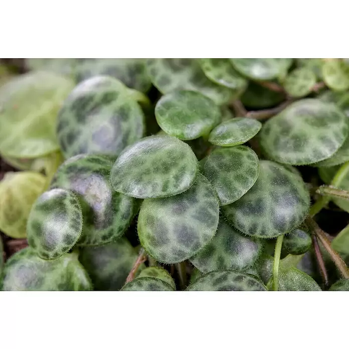 Piardino Zwergpfeffer - Peperomia, Topfgröße: 6 cm - Detailaufnahme