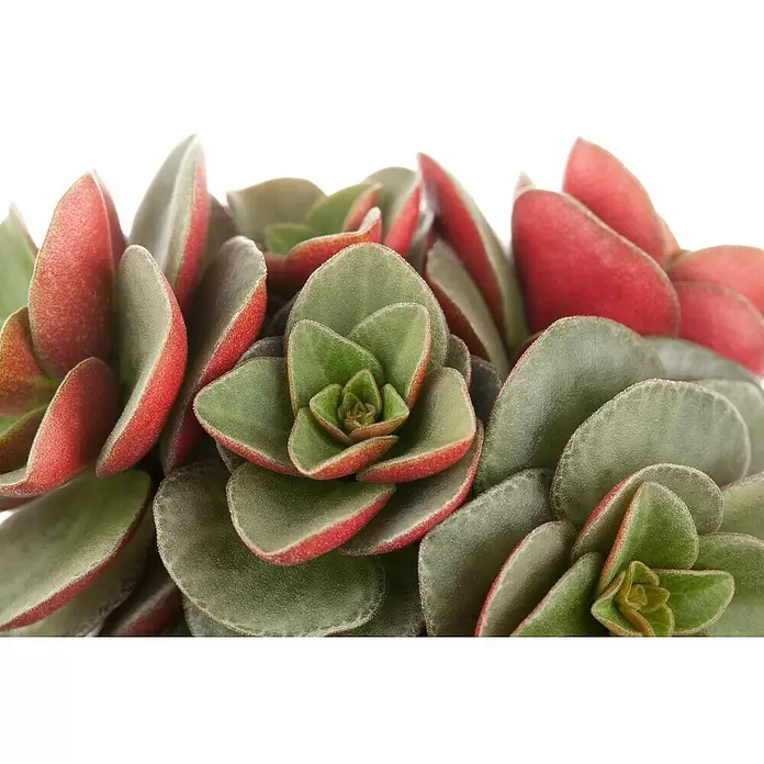 Piardino Zwergpfeffer - Peperomia, Topfgröße: 6 cm - Detailaufnahme