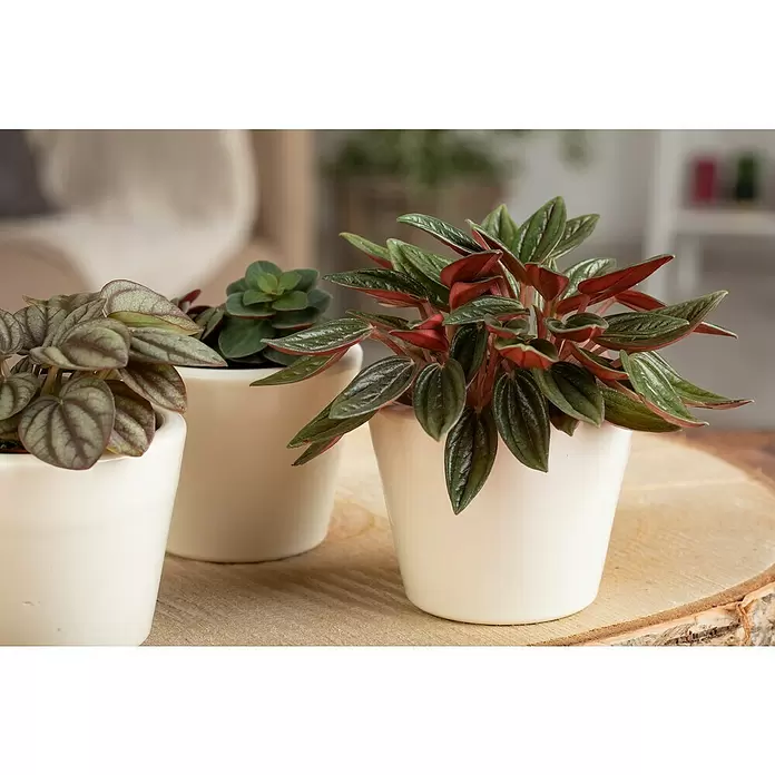 Piardino Zwergpfeffer - Peperomia, Topfgröße: 6 cm - Stimmungsaufnahme