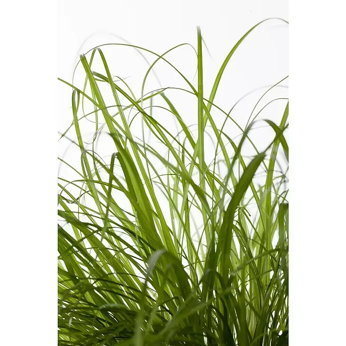 Piardino Katzengras - Cyperus zumula, Topfgröße: 12 cm - Detailaufnahme