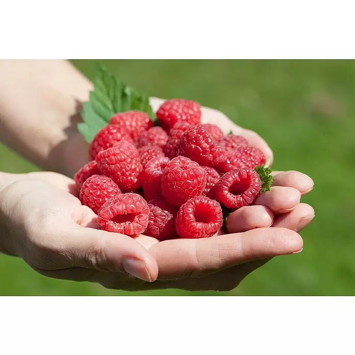 Piardino Himbeere - Rubus idaeus in Sorten, Erntezeit: Juni, Topfvolumen: 3 l - Stimmungsaufnahme