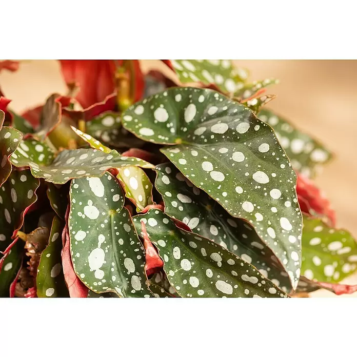 Piardino Forellenbegonie - Begonia maculata, Topfgröße: 12 cm, Weiß - Detailaufnahme