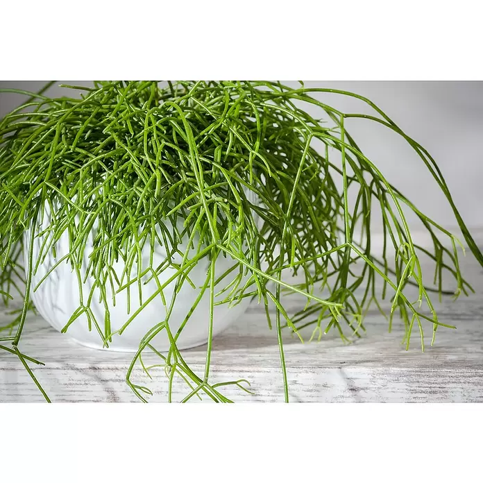 Piardino Rutenkaktus - Rhipsalis baccifera 'Oasis', Topfgröße: 12 cm - Detailaufnahme