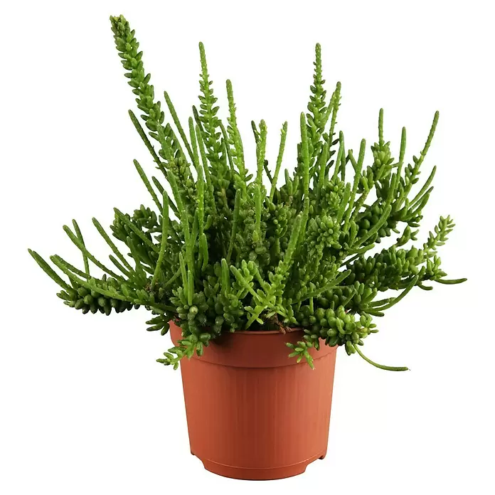 Piardino Rutenkaktus - Rhipsalis mesembryanthemoides, Topfgröße: 12 cm - Vorderansicht
